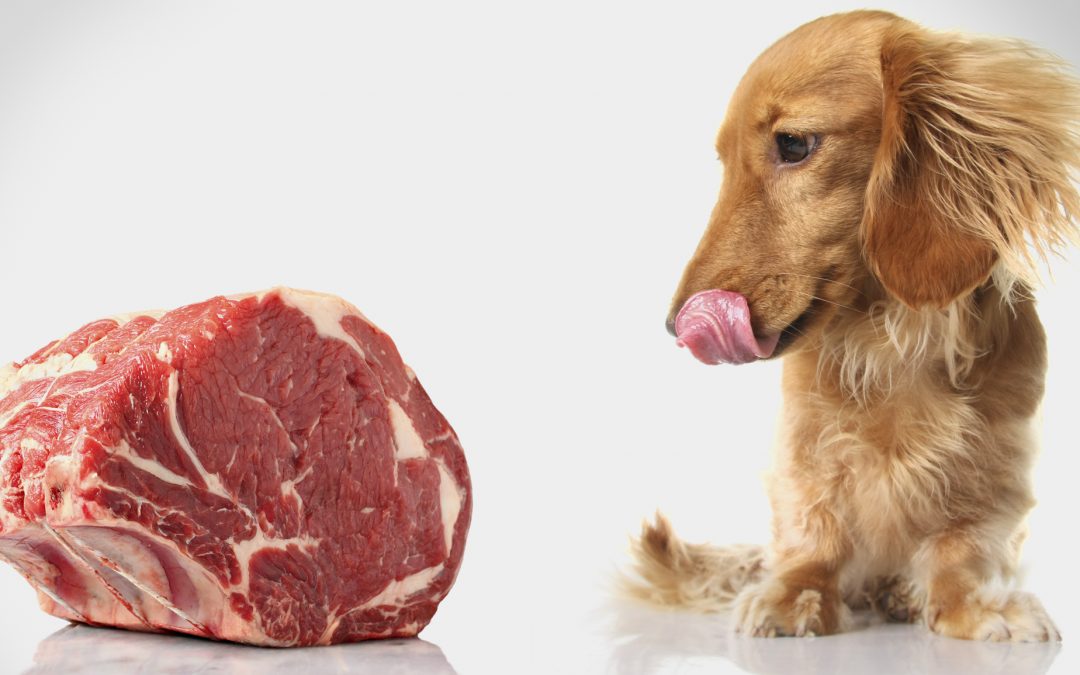Carne nell'alimentazione del cane Dagel Mangimi
