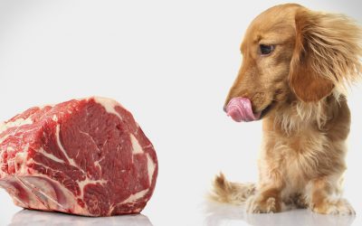 La carne: quanto è importante nell’alimentazione del tuo cane?