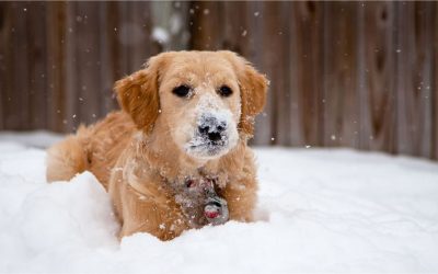 Come proteggere il cane dal freddo e dal gelo